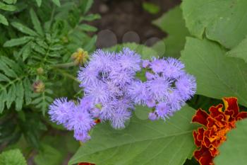 Ageratum Mexican. Ageratum houstonianum. Ageratum houstonianum. Blue fluffy flower. Garden plants. Flower