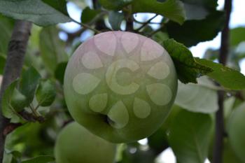 Apple. Grade Florina. Apples average maturity. Fruits apple on the branch. Apple tree. Agriculture. Garden. Farm. Close-up. Horizontal photo