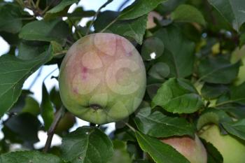 Apple. Grade Florina. Apples average maturity. Fruits apple on the branch. Apple tree. Garden. Farm. Agriculture. Growing fruits. Close-up. Horizontal photo