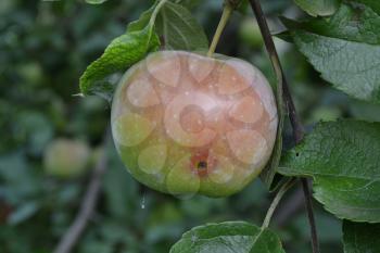 Apple. Grade Florina. Apples average maturity. Fruits apple on the branch. Apple tree. Garden. Farm. Growing fruits. Close-up. Horizontal photo