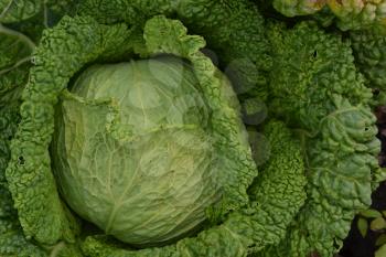 Cabbage. Brassica oleracea. Cabbage in the garden. Farm, field. Cabbage close-up. Savoy Cabbage
