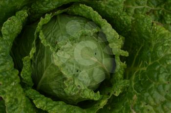 Cabbage. Brassica oleracea. Cabbage in the garden. Farm, field. Close-up. Savoy Cabbage