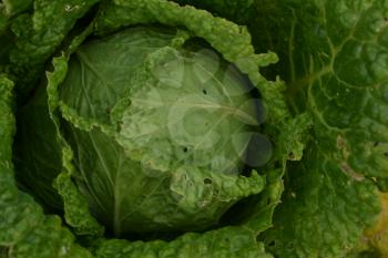 Cabbage. Brassica oleracea. Cabbage in the garden. Farm. Cabbage close-up. Savoy Cabbage