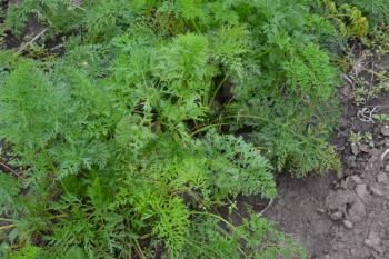 Carrot. Daucus. carrot leaves. Carrots growing in the garden. Garden. growing vegetables. Agriculture. Horizontal