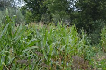 Corn. Zea mays subsp. mays. Corn grows in the garden. Flowers corn. Farm. Field. Garden. Agriculture