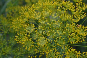 Dill. Anethum graveolens. Short-lived annuals. Medicinal plant. dill flowers. On blurred background. Garden. Field. Growing herbs. Close-up. Horizontal