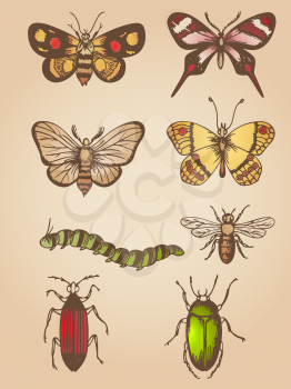 Set of vector hand drawn vintage butterfly and insects