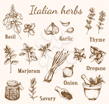 Set of vintage vector hand drawn Italian spices and herbs.