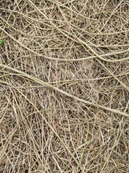 close up roots with fertile soil background