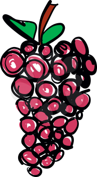 Hand drawn Grape fruit vector illustration