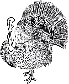 Thanksgiving Turkey-cock, black and white hand drawn vector illustration