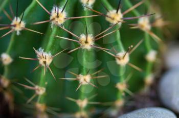 spiky with protruding spikes round home cactus close up
