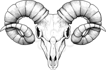 Meticulously traced as an old engraving ominous ram skull on a white background