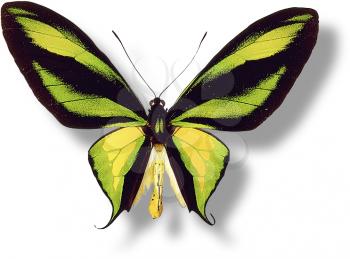 Royalty Free Photo of a Butterfly