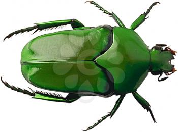 Royalty Free Photo of a Green Beetle