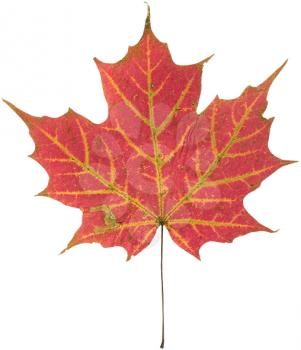 Leaf Photo Object