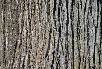 Closeup shoot of bark of old tree.