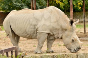 Big Rhinoceros in safari park.