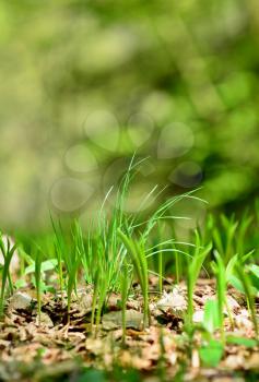 Close-up of a green growing grass against a blurred green natural background. Focused on foreground.
