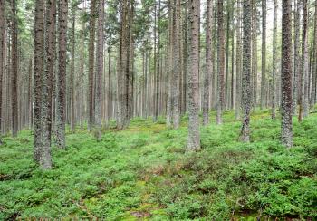 Forest with many trees and green blueberry bushes in Sumava national park.