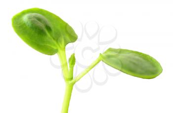 Macro shot of spring small growing seedling isolated over white background.