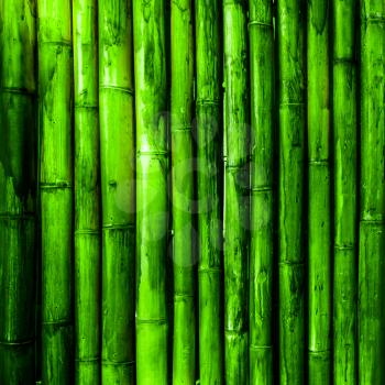 Bamboo wood. Green nature background close-up photo
