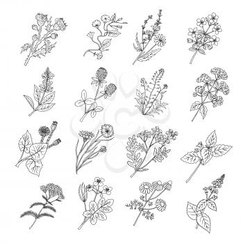 Botanical sketch drawings. Vector illustration of flowers and botanic herbs. Flower botanical graphic, floral natural herbal plants and flower