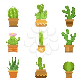 Decorative cactus in pots. Vector set. Desert plants isolate on white background. Green cactus succulent, illustration of tropical cactus collection