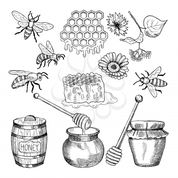 Vector hand drawn pictures of honey products. Illustration of honey healthy natural food