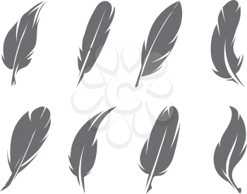 Vector illustrations of feathers. Pen of bird for writing, quill fluffy