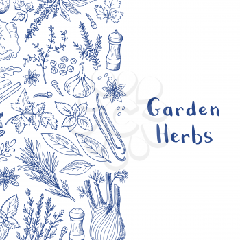 Banner and poster vector hand drawn herbs and spices background with place for text illustration