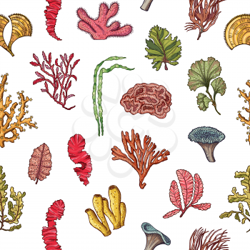 Vector hand drawn seaweed elements pattern or background illustration. Seaweed underwater background for aquarium