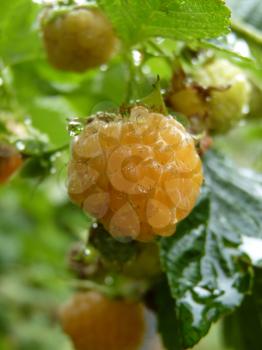 Close up macro detail of yellow cultivar of red raspberry rubus ideaus after rain.