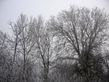 Group of trees and bushes in winter covered with snow and ice.