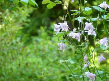 Light pink blooming flowers of aquilegia or columbine on green background.