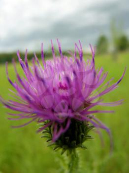 Close up macro detail or blurry purple thistle flower on green meadow grass background.