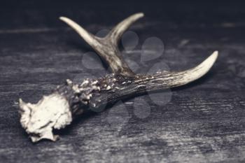 Deer Antlers Against Rustic Wooden Background