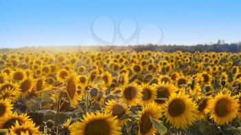 Sunflowers in the Field Shined by the Sun