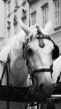 Horses and carriage on stefansplatz in Vienna