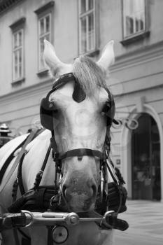 Horses and carriage on stefansplatz in Vienna