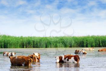 Farm scene with cows on watering place