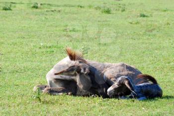 Just born little donkey lying in a pasture