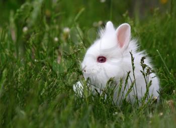 dwarf white bunny