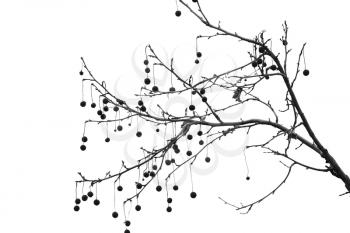 platan tree branch black and white 