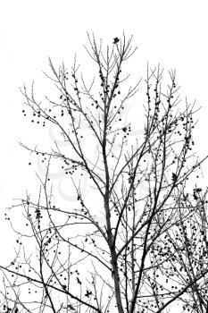 black and white tree branches autumn