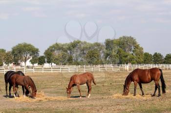 horses and foals on the farm