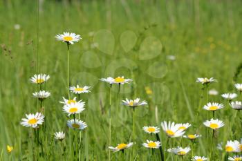 meadow with white wild flowers spring scene