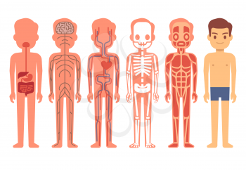 Human body anatomy vector. Male skeleton, muscular, circulatory, nervous and digestive systems. Human functioning system cartoon illustration