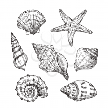 Hand drawn sea shells. Starfish shellfish tropical mollusk in vintage engraving style. Seashell isolated vector collection. Illustration of shellfish and starfish drawing