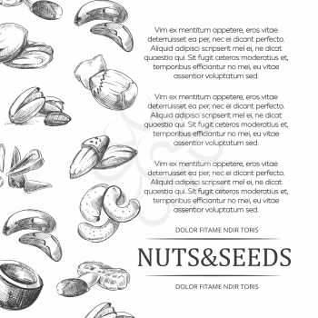 Nuts and seeds banner or poster. Cover with hand sketched nut and seed set